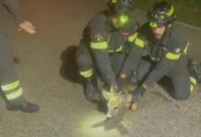 Cucciolo di capriolo salvato dai Vigili del Fuoco di Benevento|VIDEO