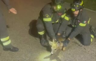 Cucciolo di capriolo salvato dai Vigili del Fuoco di Benevento|VIDEO