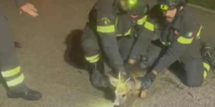 Cucciolo di capriolo salvato dai Vigili del Fuoco di Benevento|VIDEO