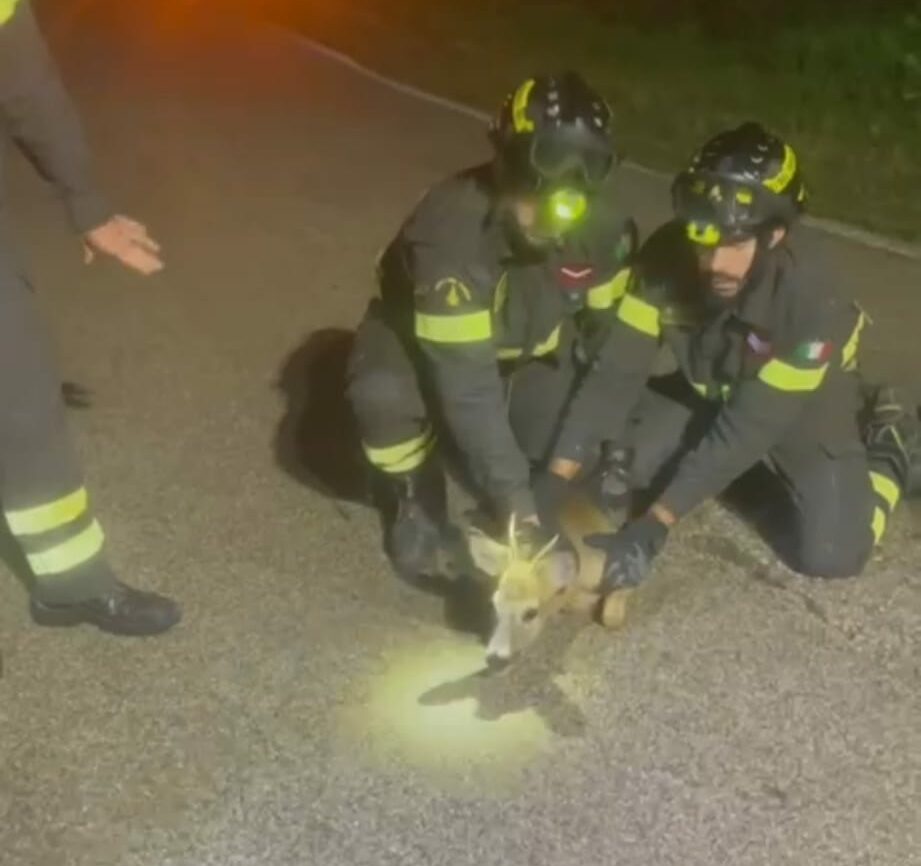 Cucciolo di capriolo salvato dai Vigili del Fuoco di Benevento|VIDEO