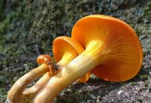 Consumo sicuro di funghi: individuati dall’Ispettorato micologico dell’asl di Avellino 5 casi di intossicazione