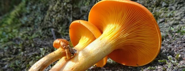 Consumo sicuro di funghi: individuati dall’Ispettorato micologico dell’asl di Avellino 5 casi di intossicazione