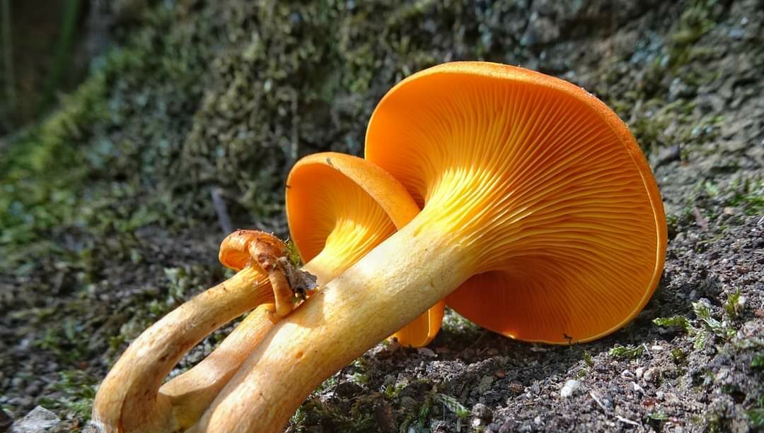 Consumo sicuro di funghi: individuati dall’Ispettorato micologico dell’asl di Avellino 5 casi di intossicazione