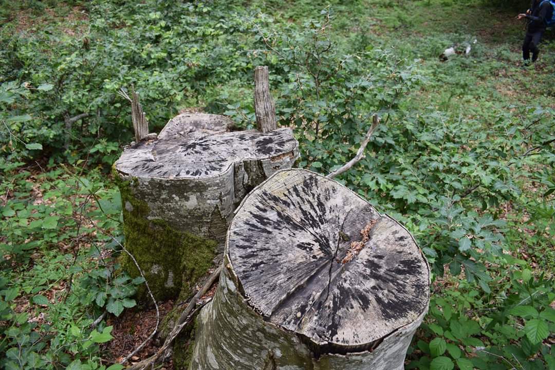 Fototrappole contro la strage di alberi nei Picentini