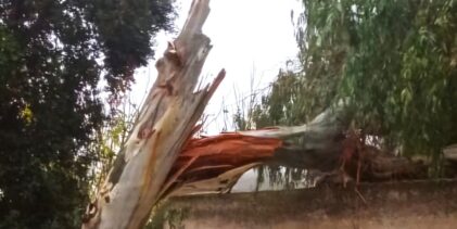 Ischia, grosso albero crolla  fuori l’Ospedale “Rizzoli”