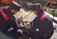 Intervento dei Carabinieri Forestali a Montefredane: salvati 19 cani abbandonati