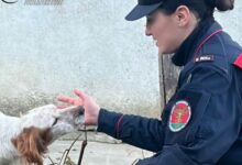 Aquilonia, i Carabinieri forestali soccorrono un cane in evidente stato di abbandono