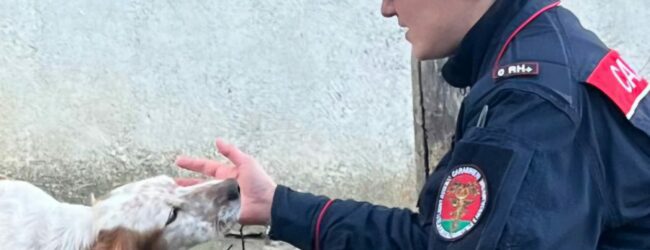 Aquilonia, i Carabinieri forestali soccorrono un cane in evidente stato di abbandono