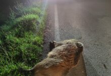 Auto contro cinghiale,ha la peggio l’animale