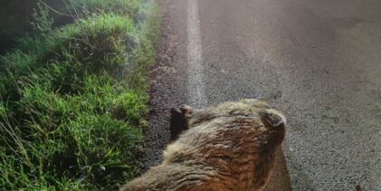 Auto contro cinghiale,ha la peggio l’animale