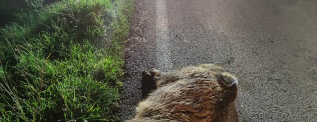 Auto contro cinghiale,ha la peggio l’animale