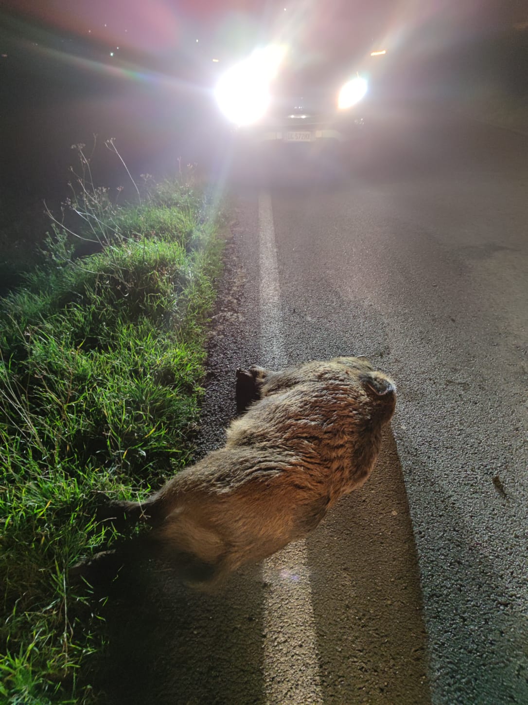 Auto contro cinghiale,ha la peggio l’animale