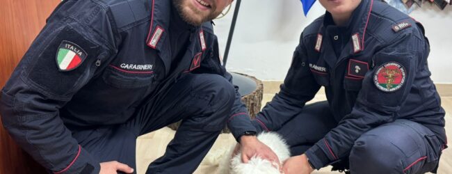 Piccolo maltese salvato dai Carabinieri forestali