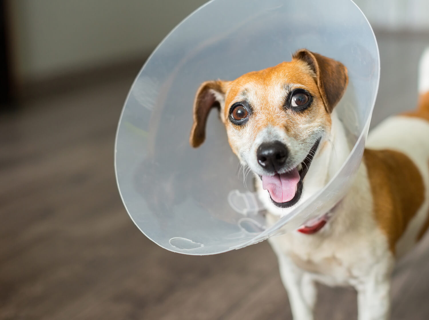 Contributi per la sterilizzazione dei cani padronali regolarmente registrati