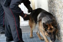 Lioni, i Carabinieri arrestano un 23enne per resistenza. A casa il cane antidroga “Attila” trova droga e materiale per lo spaccio