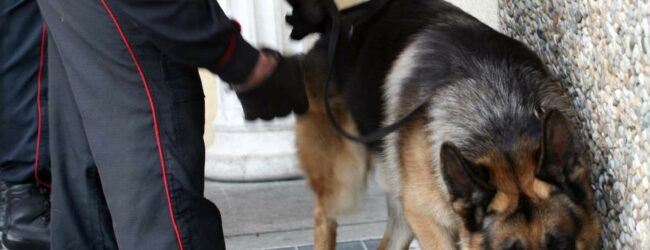 Lioni, i Carabinieri arrestano un 23enne per resistenza. A casa il cane antidroga “Attila” trova droga e materiale per lo spaccio