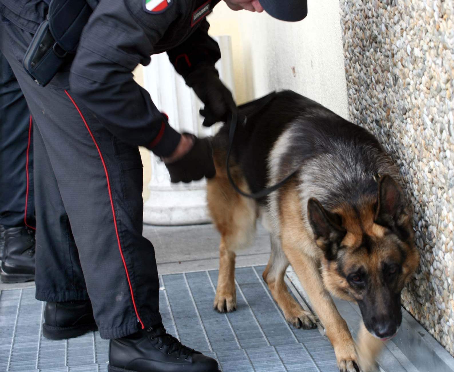 Lioni, i Carabinieri arrestano un 23enne per resistenza. A casa il cane antidroga “Attila” trova droga e materiale per lo spaccio