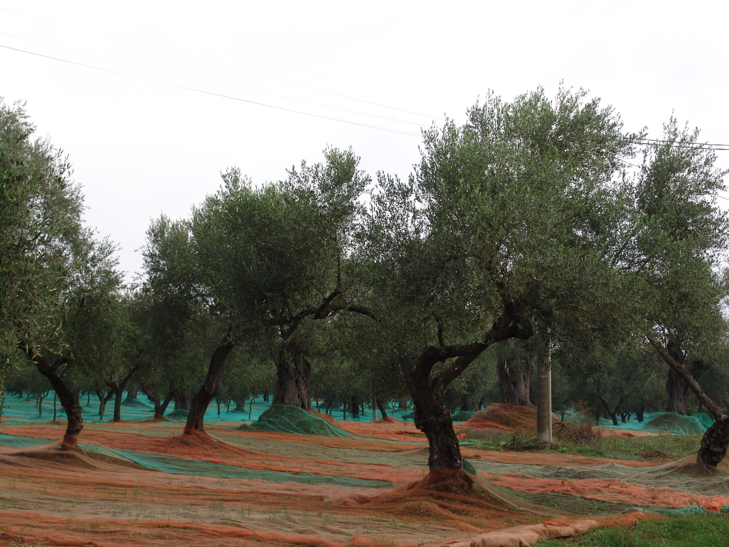 Olivicoltura, Confagricoltura Campania: “Subito un piano per il rilancio del settore”