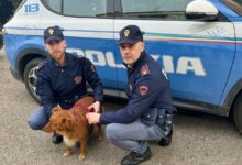 Polizia di Benevento salva un cane disorientato in galleria, ora è in cura dalla Guardia Forestale